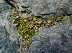 Notogrammitis crassior. Plants with spathulate fronds growing from creeping rhizomes and forming tight mats in alpine rock crevices.
 Image: L.R. Perrie © Te Papa CC BY-NC 3.0 NZ